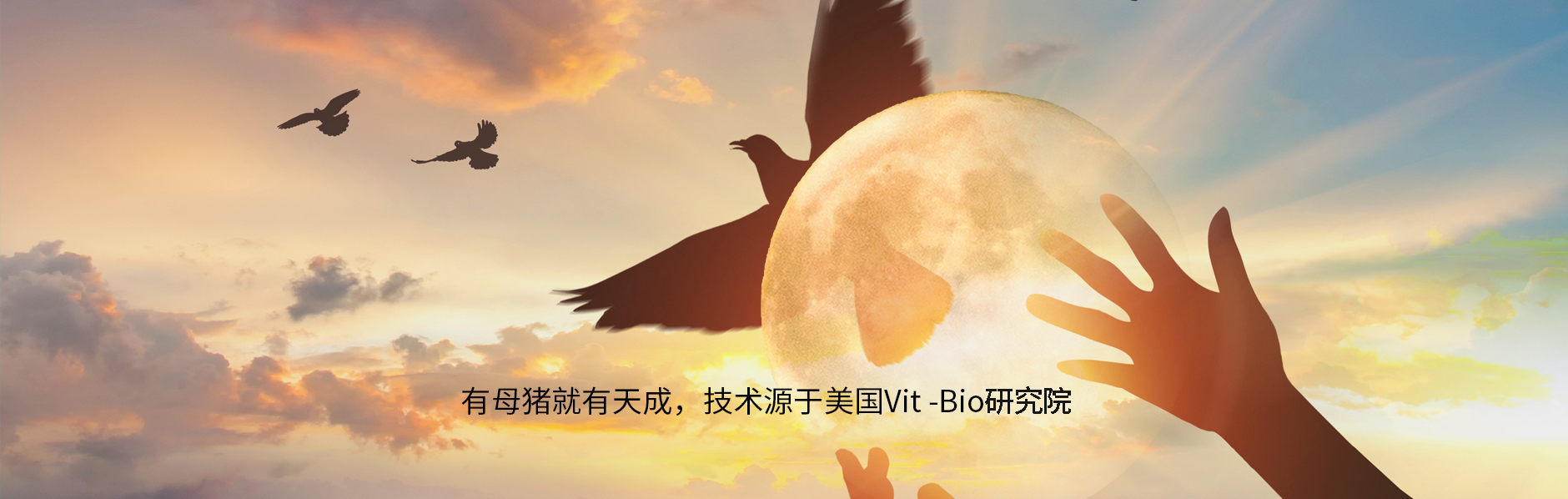 中農天成